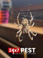 247 Spider Control Melbourne image 4